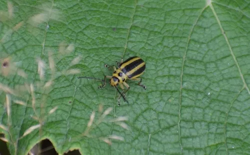 Trirhabda adela