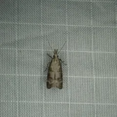 Inverse Dichomeris Moth thumbnail 4