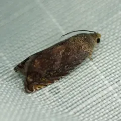 Hickory Shuckworm Moth thumbnail 4