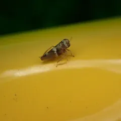 Agalliopsis cervina thumbnail 4