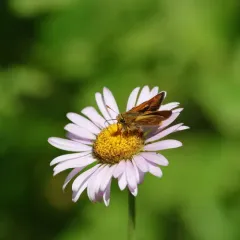 Sonoran Skipper thumbnail 4