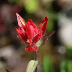 Elmer's Paintbrush thumbnail 4