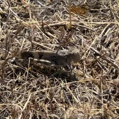 Spurcate Grasshopper thumbnail 4