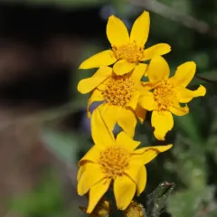 Subalpine Arnica thumbnail 4