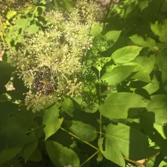 California Spikenard thumbnail 4