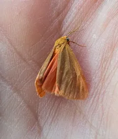 Plain-winged Virbia Moth thumbnail 4