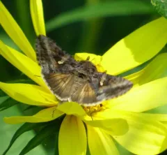 Gray Looper Moth thumbnail 2