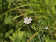 Downy willowherb thumbnail 3