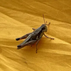 Forest Locust thumbnail 4