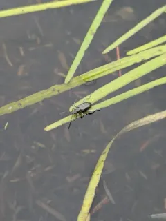 Hairy-necked pondweed beetle thumbnail 4