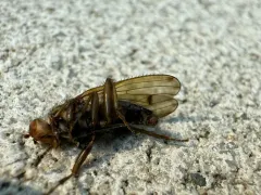 Suillia barberi thumbnail 4