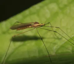 Gonomyia sulphurella thumbnail 2