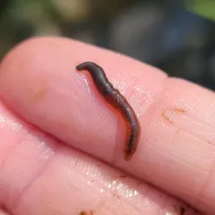 Square-tailed Worm thumbnail 4