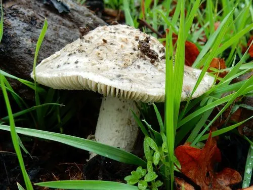 Protected Ringless Amanita