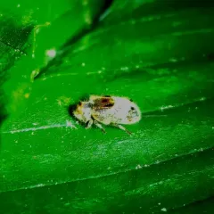Gibbous Death-watch Beetle thumbnail 4