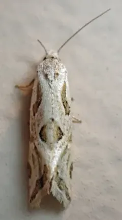Aethes heleniana thumbnail 4