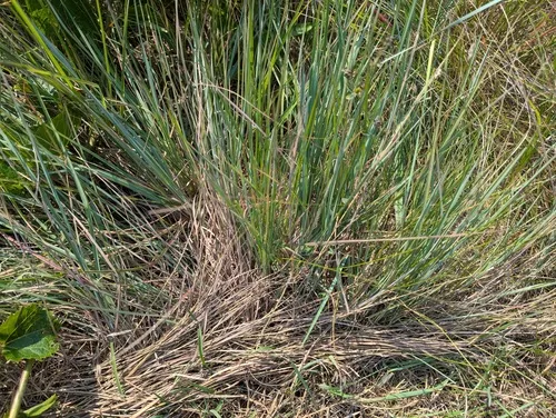 Seaside Bluestem