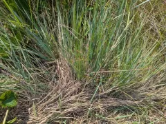 Seaside Bluestem thumbnail 1