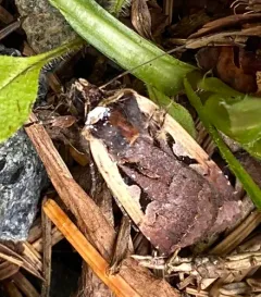 Parabagrotis sulinaris thumbnail 4