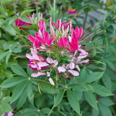 Spider flower thumbnail 4