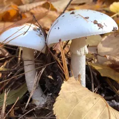 Eastern North American Destroying Angel thumbnail 4