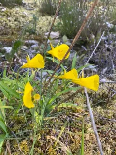 hoop-petticoat daffodil thumbnail 3