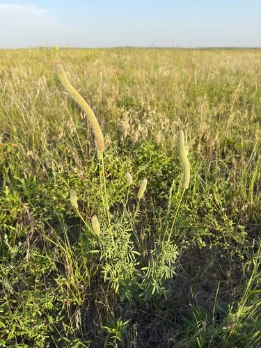 Andean Prairie Clover