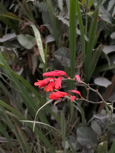 Slender Montbretia