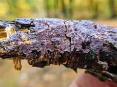 Purple Fuzz thumbnail 4