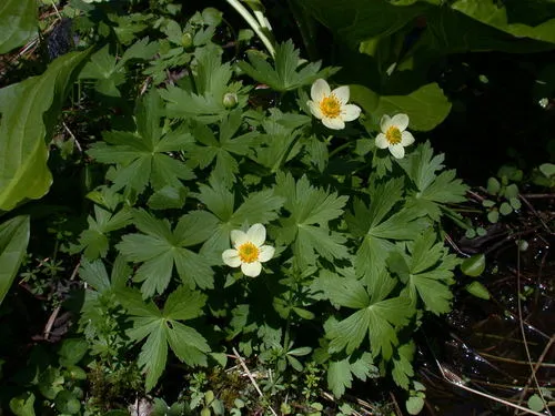 Eastern Globeflower