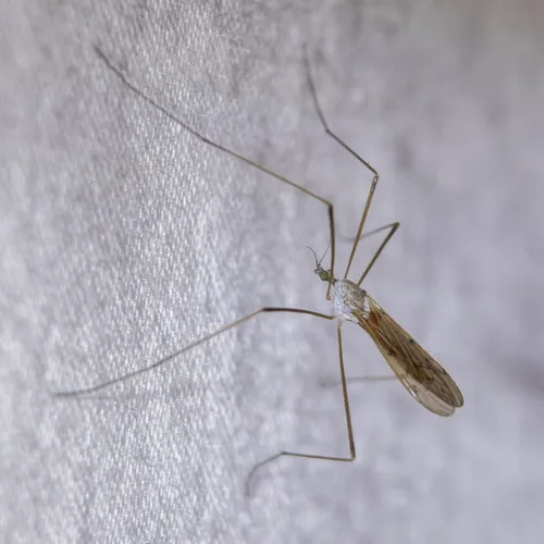 Pseudolimnophila luteipennis