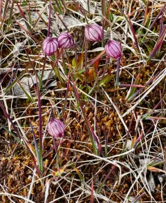 Apetalous Catchfly thumbnail 4