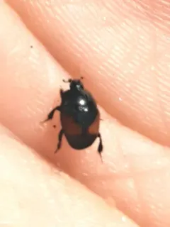 Hypocaccus dimidiatipennis thumbnail 3