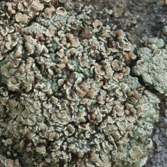 Opinicon Rock-posy Lichen thumbnail 4