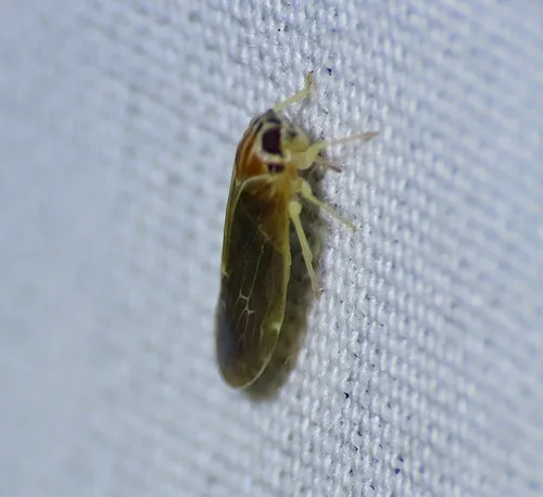 Synecdoche impunctata