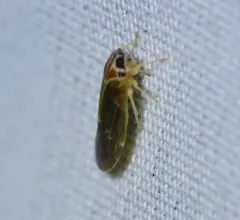 Synecdoche impunctata thumbnail 1