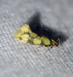 Reticulated Decantha Moth thumbnail 4