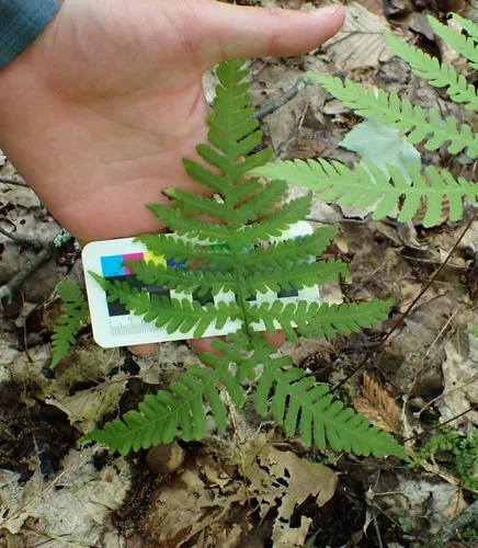 broad beech fern