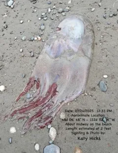 Seven-armed Octopus thumbnail 3