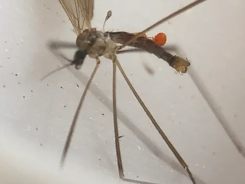 Pseudolimnophila contempta