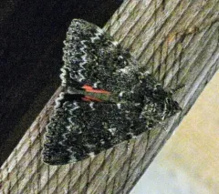Western Underwing Moth thumbnail 4
