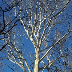 American sycamore thumbnail 3