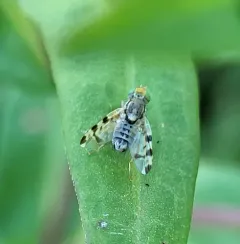 Red-tailed Thistle Fly thumbnail 4