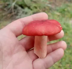 Redhead Russula thumbnail 2