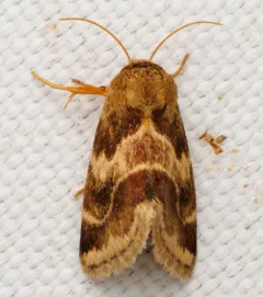 Lynx Flower Moth thumbnail 4