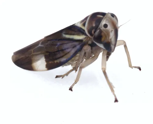 Balcanocerus fitchi