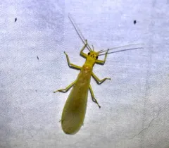 Yellow Stone thumbnail 4