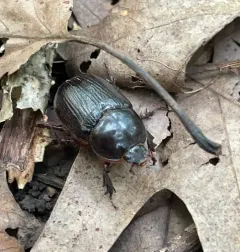 Eastern Rhinoceros Beetle thumbnail 3