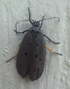 Gray Ethmia Moth thumbnail 4