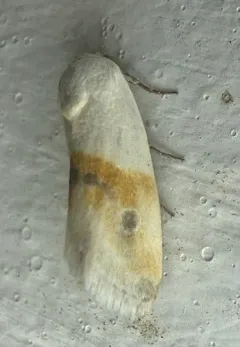 Prairie Bird-dropping Moth thumbnail 4